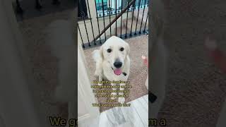 Funny dog video - Many dog owners can relate 😂 #goldenretriever