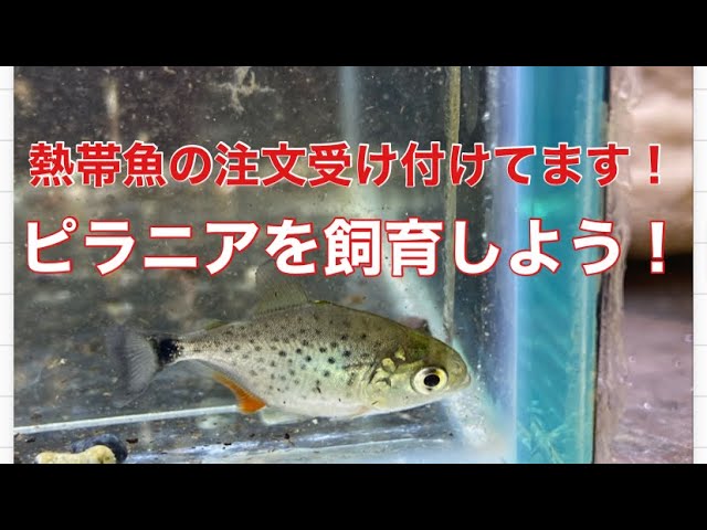 ピラニア水槽セット 超カッコイイピラニアピラヤ混泳水槽癒されます😍😍😍😍😍 #ピラニア