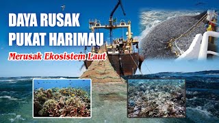 Daya Rusak  Pukat Harimau Merusak Ekosistem Laut