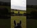 GoPro XC #horse #equestrianjourney #horseracing #equestrian #horsesports #horsegirl #horsepower