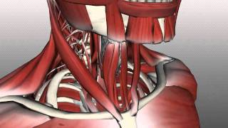 Neck Muscles Anatomy - Anterior Triangle - Part 2