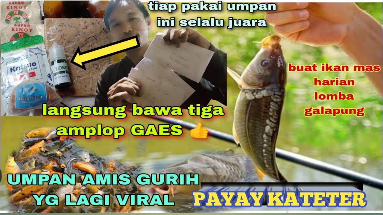 Racikan Umpan Ikan Mas Amis Gurih Yg Lagi Viral... JUARA Lagi