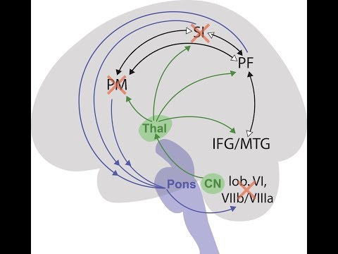 Video: Cerebellum - diseases, action, functions