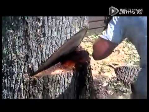 Video: Pterocarpus Angolensis - A Bleeding Tree - Alternative View
