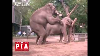 სპილოების სექსი