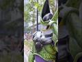 セルのコスプレ‼️ #dragonball #ドラゴンボール #cell #セル
