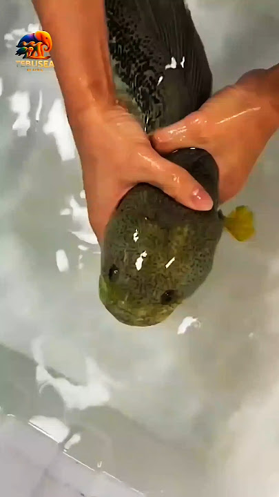 Channa Barca: Ikan Hias Langka yang Bikin Kolektor Terpana! 🐟💎#viral #fypシ #fyp #shorts