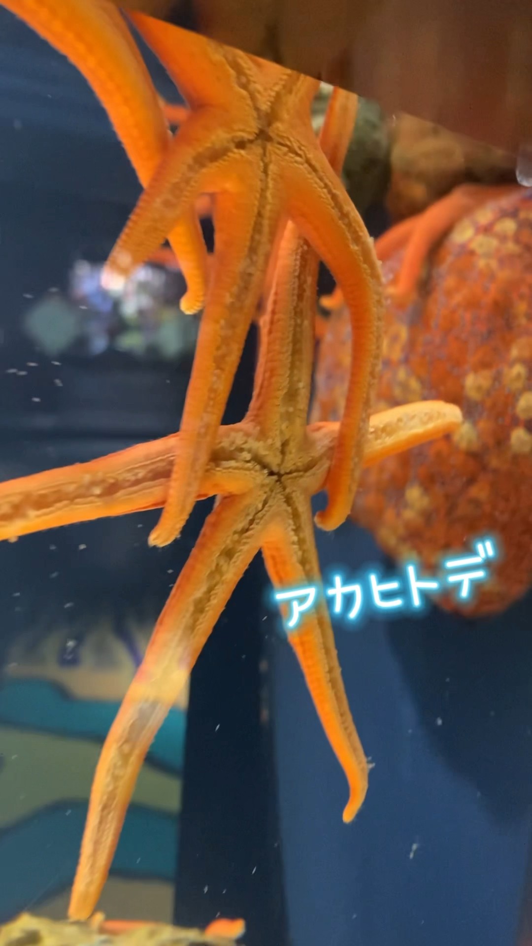 いろんなヒトデ／スマートアクアリウム静岡［YouTube水族館