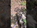 Balade en fort avec alaska mini husky  short dogs aventure