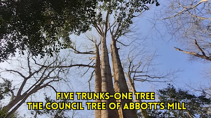 Five Trunks, One Tree: Captivating Yellow Poplar Tulip Tree of Abbott’s Mill  BEST VIEWED FULLSCREEN
