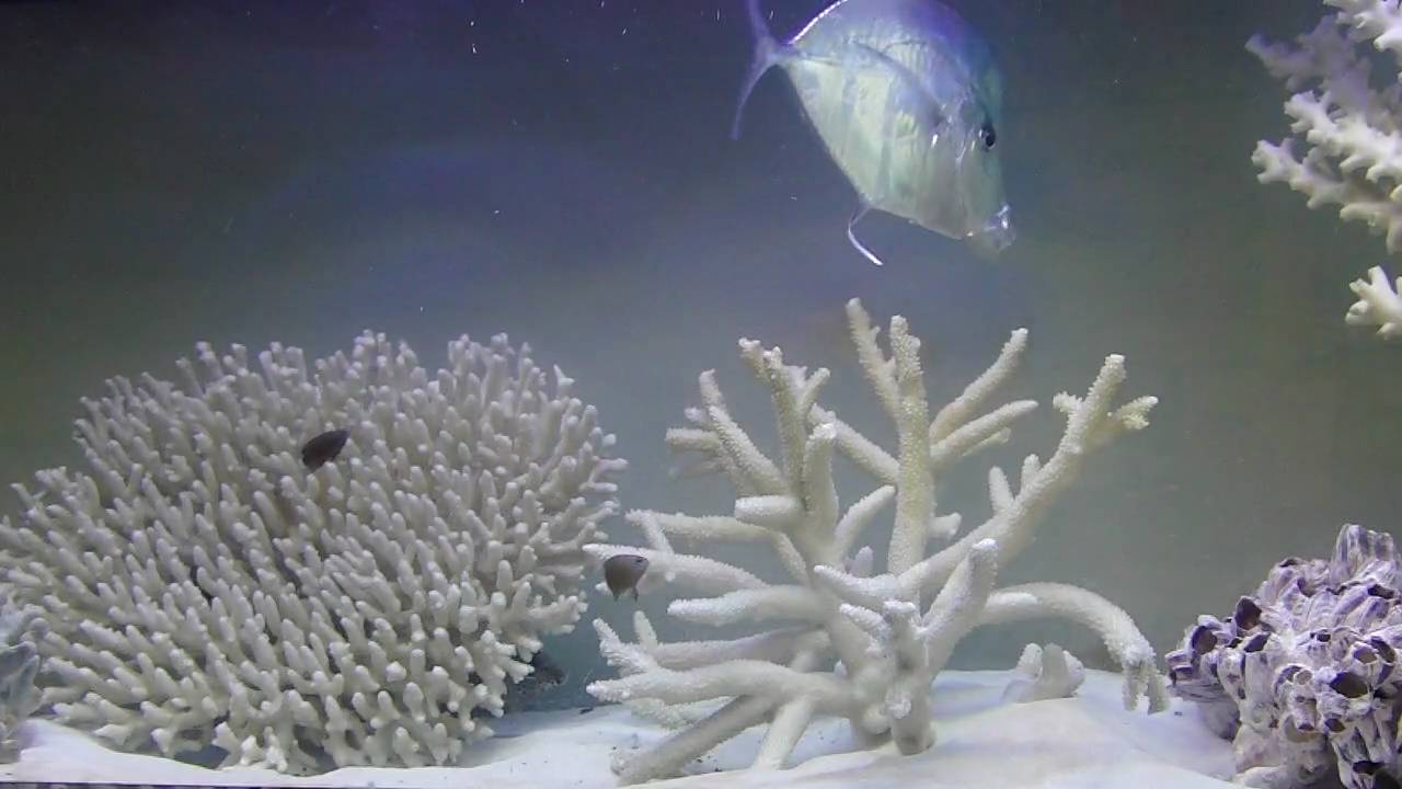 Huge Threadfin Lookdown Feeding in 125 Gallon Aquarium YouTube