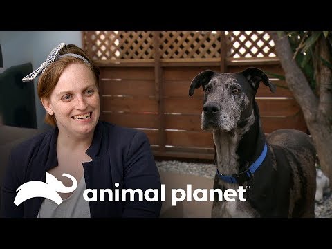 Vídeo: Companheiros caninos precisam de voluntários para criar cães de serviço