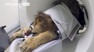 Big cat gets a CAT Scan