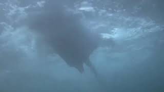 Jaws (1975) Alex Kintner's Alternate Death Scene