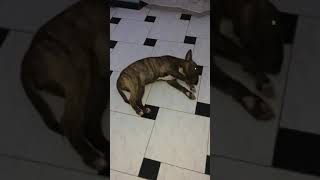 Bull Terrier Miniature