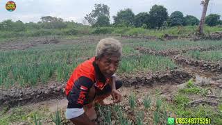 Download Lagu KESIBUKAN PETANI RANTAU PAK DE NARTO TANAMAN SUDAH MULAI TERLIHAT LEBIH LUAS MP3 Download Lagu KESIBUKAN PETANI RANTAU PAK DE NARTO TANAMAN SUDAH MULAI TERLIHAT LEBIH LUAS MP3