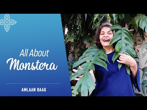 वीडियो: Monstera का पौधा, जिसकी देखभाल परस्पर लाभकारी है