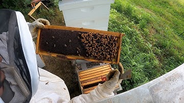 QUEENLESS HIVE? (Laying Worker - How to Find & Fix)