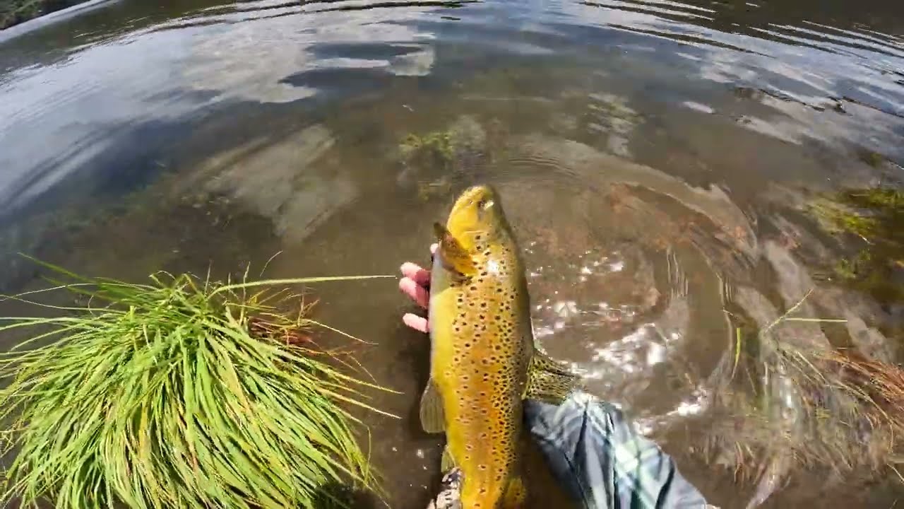 Stalking Brown Trout on the lake edge. South Island New Zealand.
