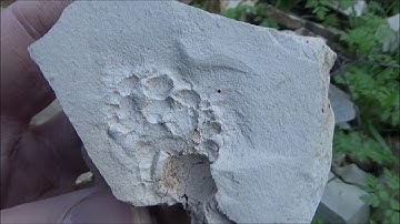 Fossil Crabs