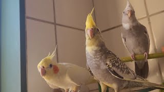 nature cockatiel sounds, cockatiel sounds singing, cokcatiel song, cockatiel sleeping music