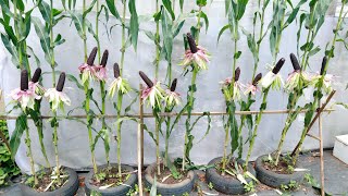 Growing black corn at home without a garden - Dark corn, Herbal black corn