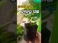 କାଗଜି ଡାଳରୁ ଗଛ // How To Grow Bougainville From Cutting 😱 #𒆜foryou @namitaskitchengarden9693
