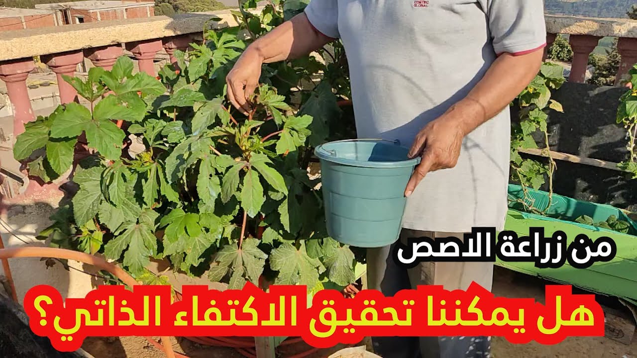 من زراعة الاصص هل يمكننا تحقيق الاكتفاء الذاتي؟ - YouTube