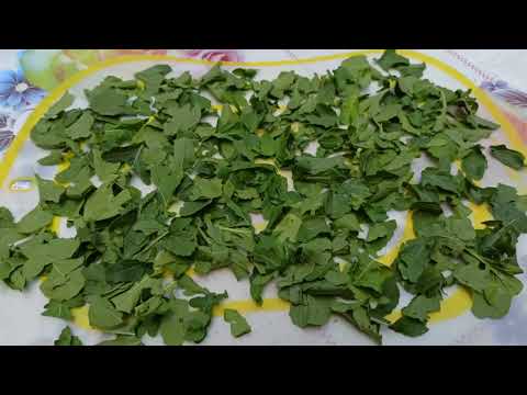 Заготовка рукколы на зиму Сохраняем витамины Harvesting arugula for the winter#food#заготовкиназиму