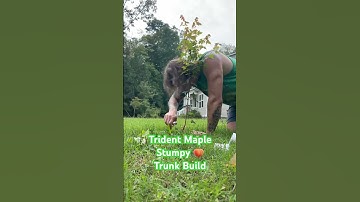 Ground growing Trident Maple Bonsai #bonsai #tree #horticulture #garden #trunkchop #maple