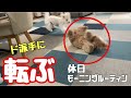 モーニングルーティン まさかの大転倒に温厚な犬が怒りw トイプードル ／マルプー