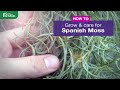 How to grow Spanish moss air plant | Care tips & propagation  (Tillandsia usneoides)