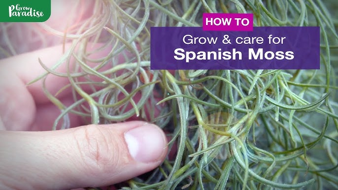 Spanish Moss Small Bunch - Air plants