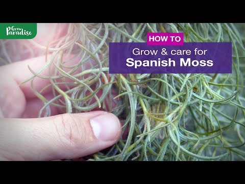 Wideo: Spanish Moss Information - Czy hiszpański mech jest dla Ciebie?