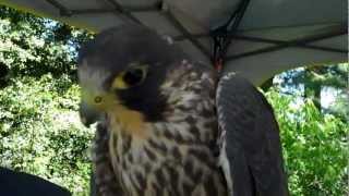 Peregrine Falcon Makes Sounds