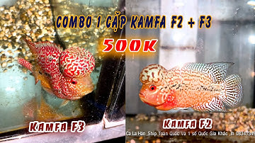 Combo 1 Cặp La Hán Kamfa F2 + Kamfa F3 Với Giá 500K | Cơ Sở Cá La Hán Lân Bùi