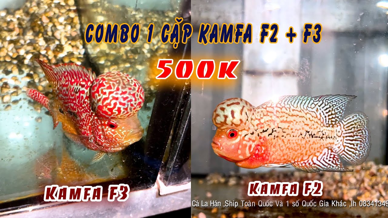 Combo 1 Cặp La Hán Kamfa F2 + Kamfa F3 Với Giá 500K | Cơ Sở Cá La Hán Lân Bùi