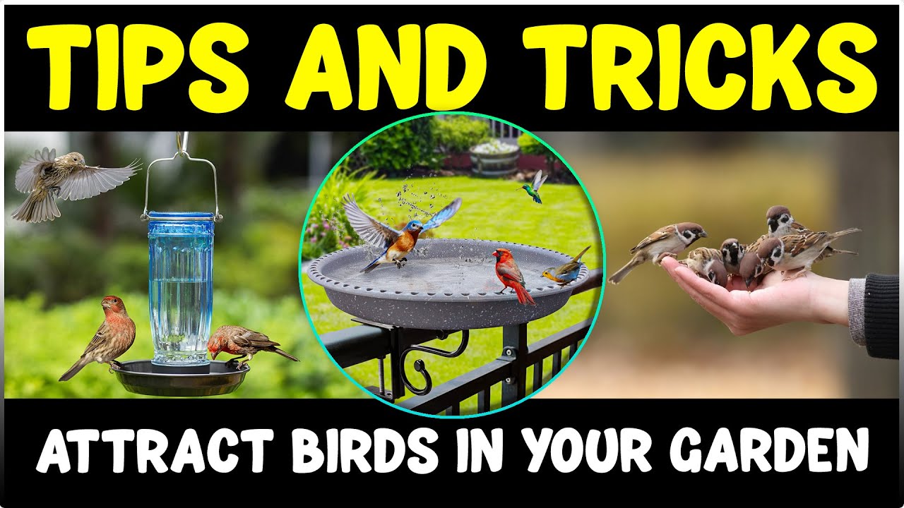 How to attract BIRDS in your Garden / Backyard / Balcony - YouTube
