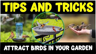 How to attract BIRDS in your Garden / Backyard / Balcony