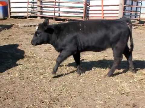 1102 - Dream Catcher x OCC Just Right heifer