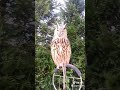 European Eagle owl hooting