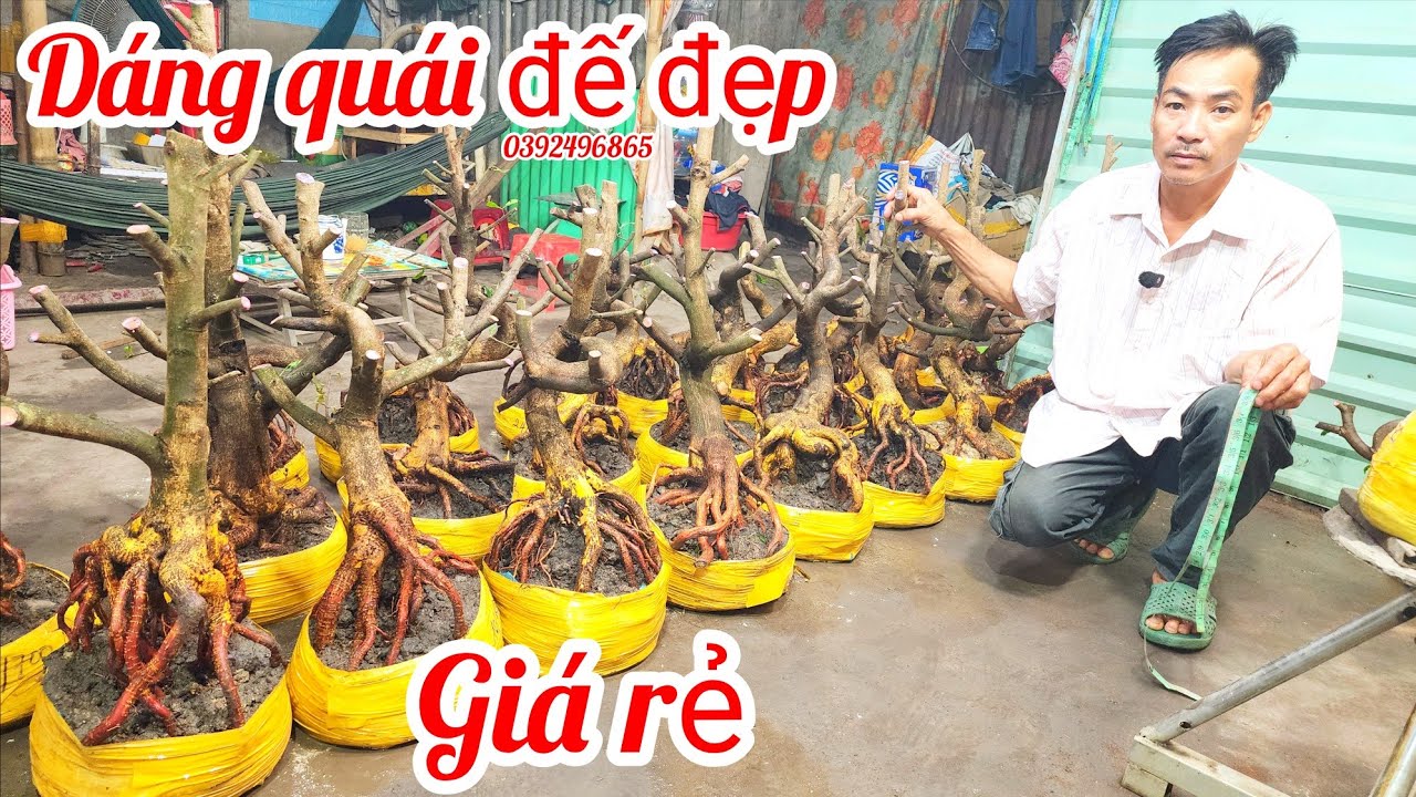 5/3 A Hiếu 0392496865 phôi mai bonsai dáng quái đế đẹp giá rẻ |MaivàngThanhTâm