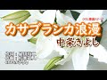 【新曲】中条きよし「カサブランカ浪漫」coverひろし 2022年9月7日発売。