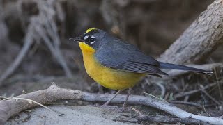 Fan-tailed Warbler in Arizona! Number 750! by Cherokee Outdoor Productions 1,593 views 1 year ago 5 minutes, 57 seconds