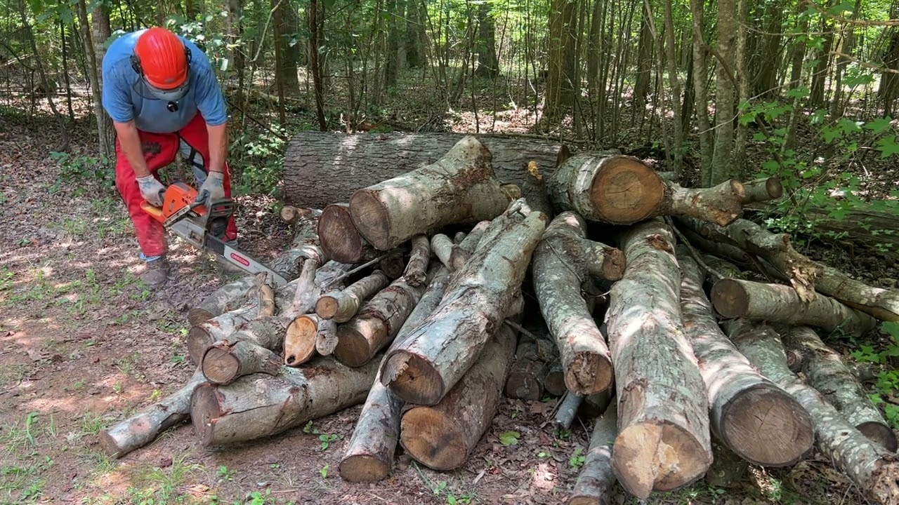 Darn Tree Service Wood!  #61