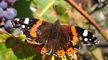 Бабочка Адмирал (лат. Vanessa atalanta). Октябрь 2022