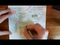 The cell cycle  the g2  m checkpoint part 2