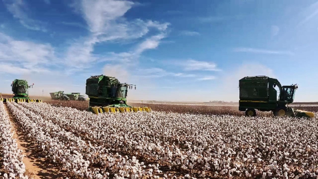 Blowin' & Goin': Урожай хлопка 2025
