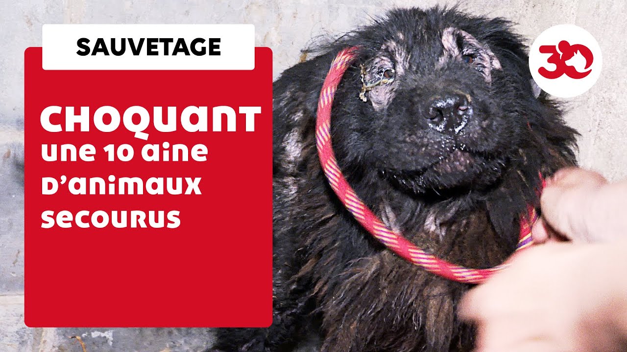 Des dizaines d'animaux martyrisés dans le Cher