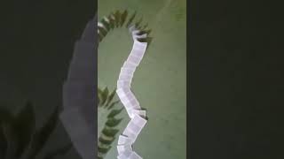 Cards Falling Down  shorttrendingtrendingcardsfallingdownstatusviralshort